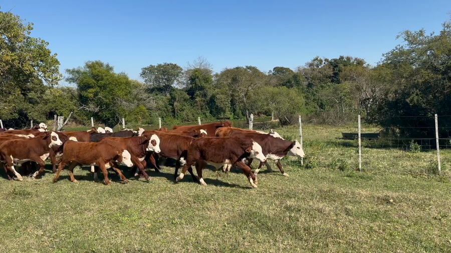 Lote 87 Terneros/as