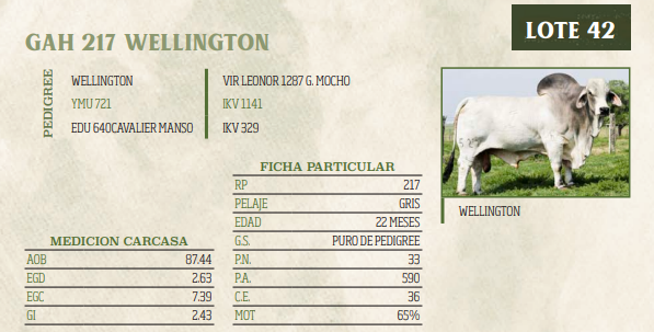 Lote LOTE 42