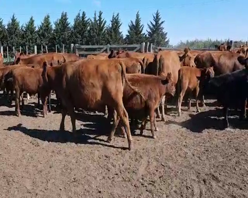 Lote 35 Vacas con Cría