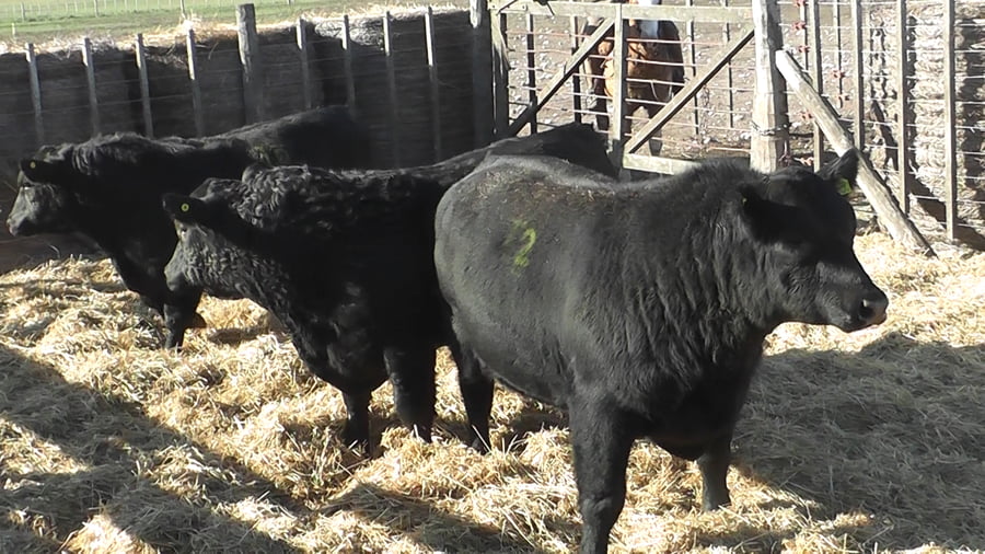 Lote 3 Toros a remate en Cabaña La Escondida de Zuberbühler, Buenos Aires