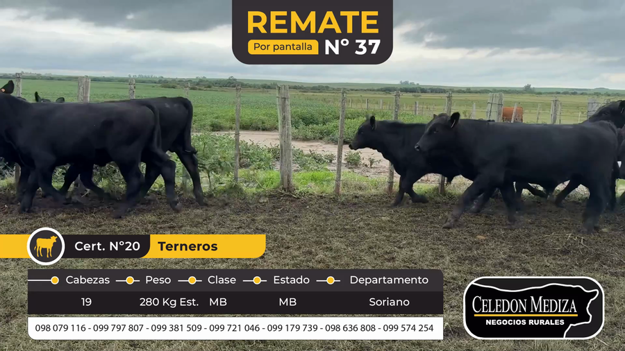Lote 19 Terneros en Colonia