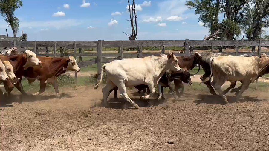 Lote 75 Novillos en Virasoro, Corrientes