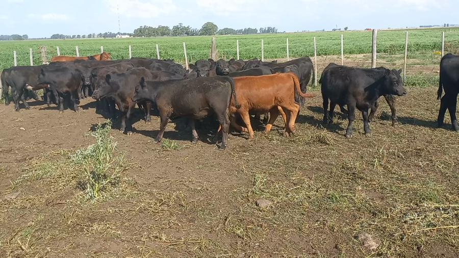 Lote 65 Terneras en Chillar, Buenos Aires