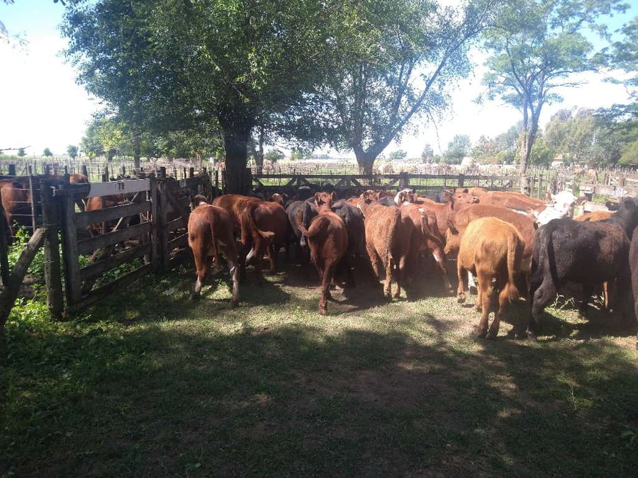 Lote 35 Vaquillonas en Gral. Lamadrid, Buenos Aires