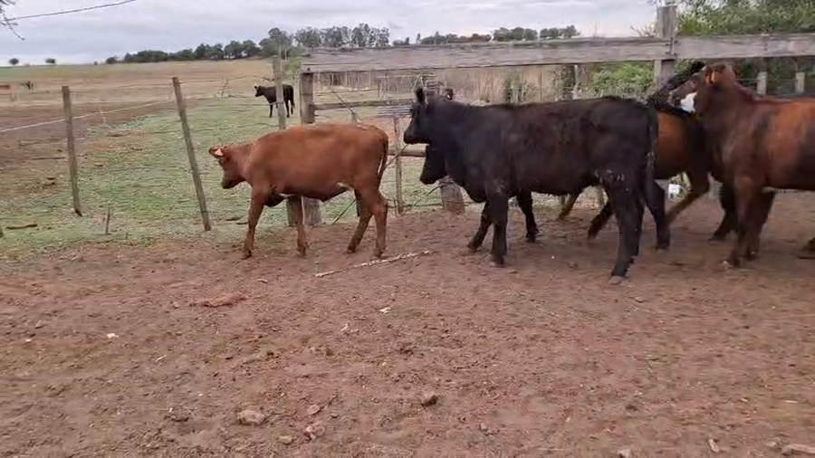 Lote Terneras angus y cruza
