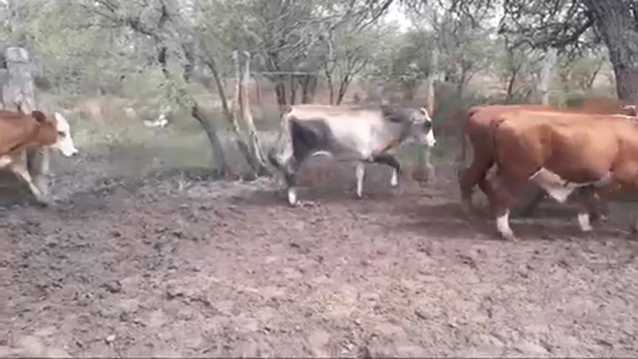 Lote 63 Novillitos en Mercedes, Corrientes
