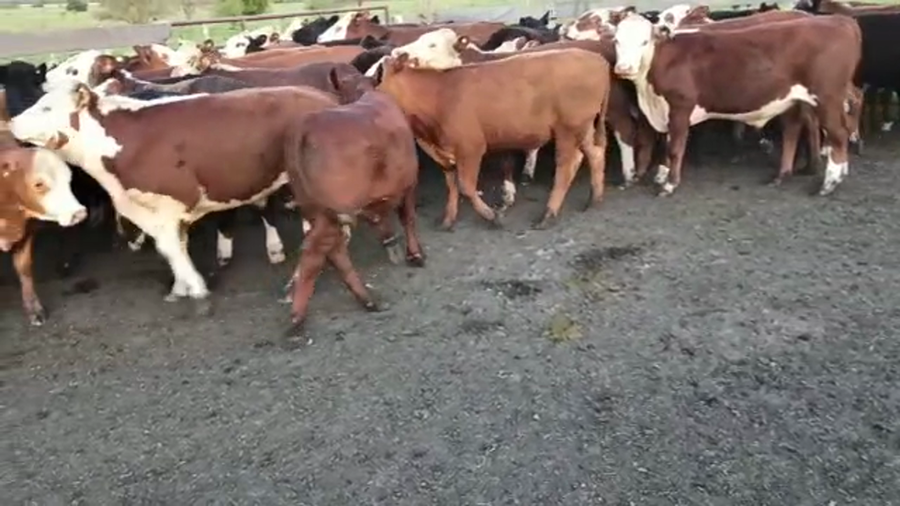 Lote 60 Novillitos en Entre Ríos, San Salvador