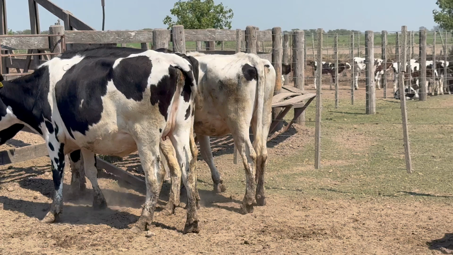 Lote 12 Vaquillonas Holando Preñadas en Col. Tacurales, Santa Fe