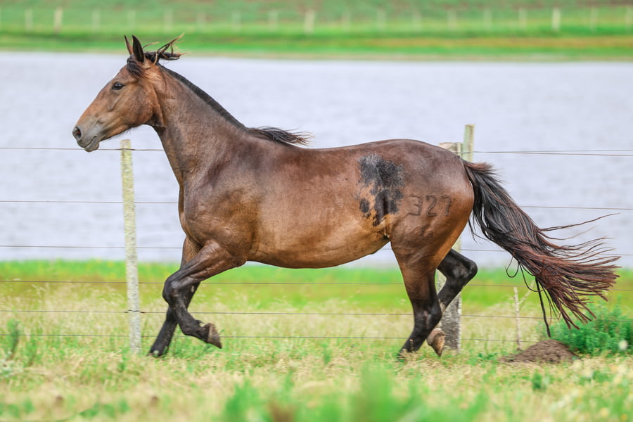 Lote CATANDUVA COLUMBIA