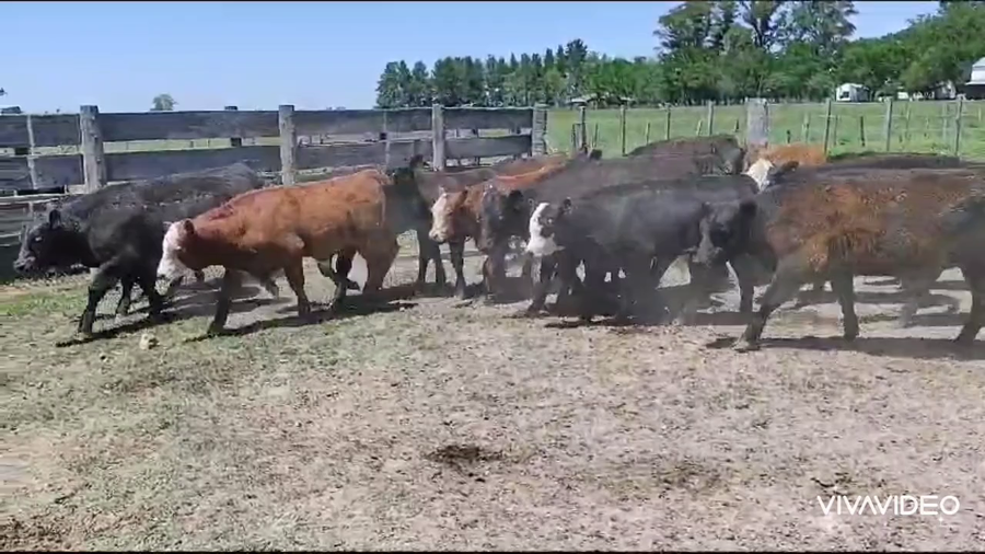 Lote 45 Terneros en Brandsen, Buenos Aires