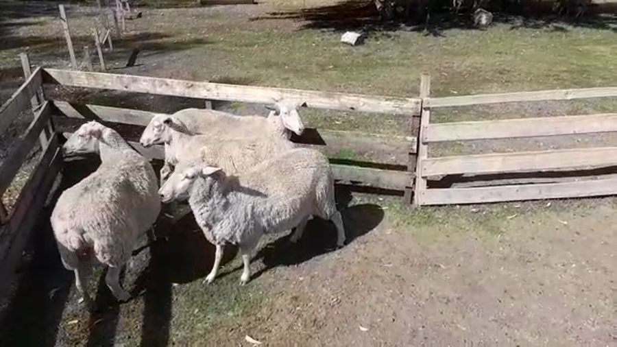 Lote (Vendido)4 Ovejas FRISONA a remate en #29 Pantalla Carmelo 50kg - , Colonia