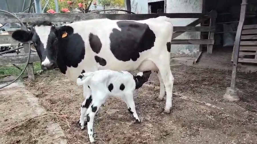 Lote 4 Vaquillonas  a remate en Pantalla Camy, San José