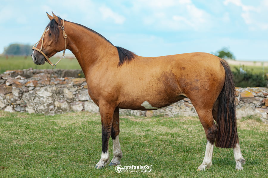 Lote Sombra Constancia