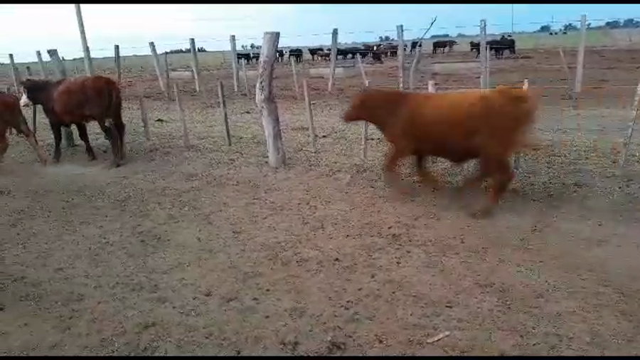 Lote 20 Terneros Braford y Charolais en Gdor. Crespo, Santa Fe