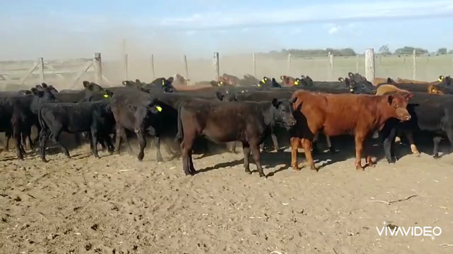 Lote 73 Terneras en Brandsen, Buenos Aires