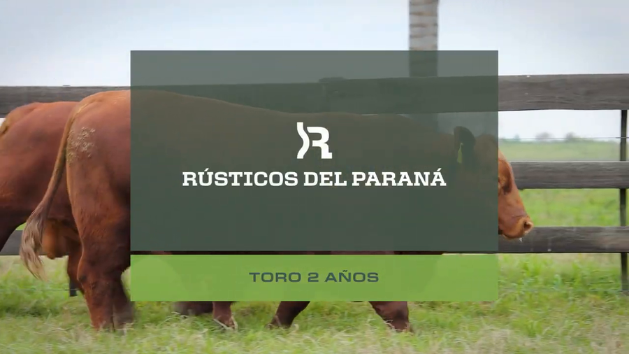 Lote Toros