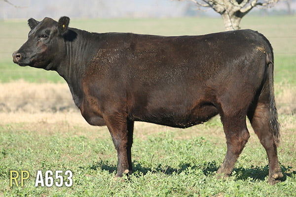 Lote 3 VACAS PREÑADAS PURAS DE PEDIGREE