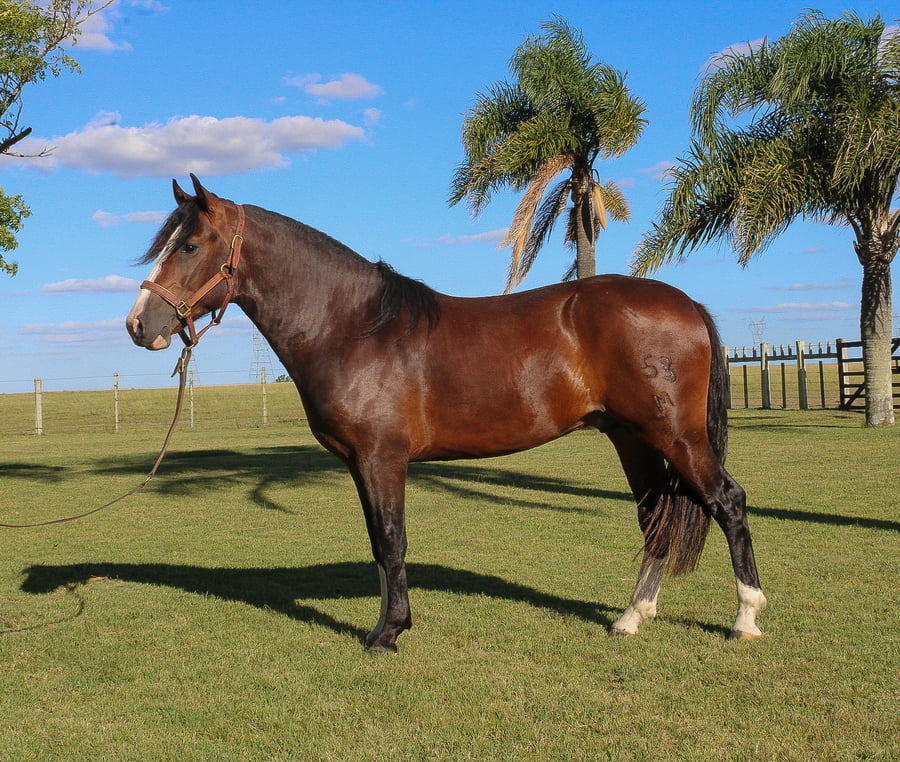 Lote FACÓN TROPILLERO