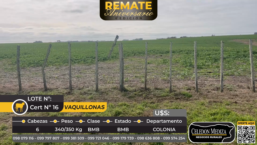 Lote 6 Vientres entorados  en Riachuelo, Colonia