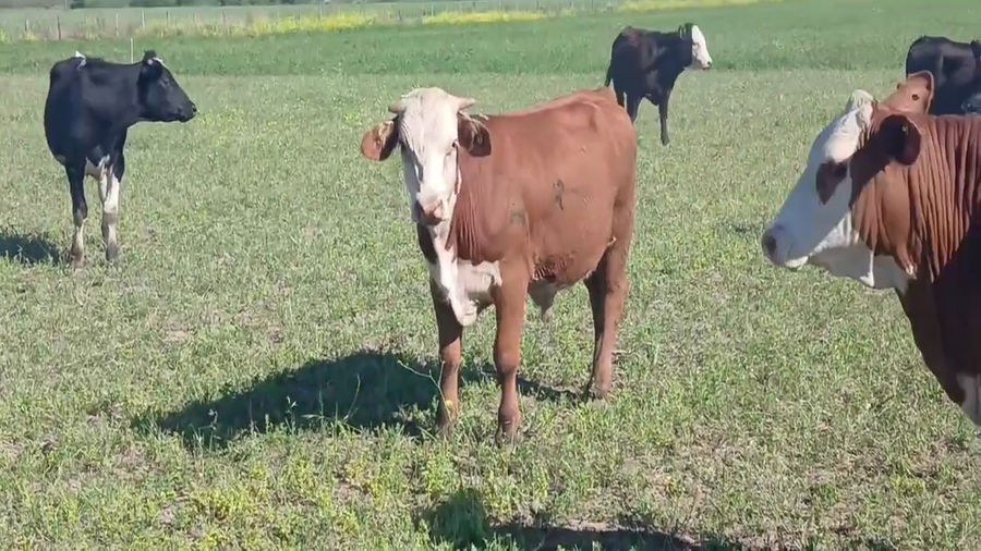 Lote 70 Terneros Cruzas en Tacural, Santa Fe