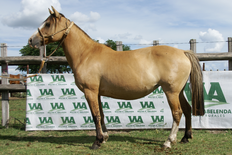 Lote PIRAÑA LINYERA