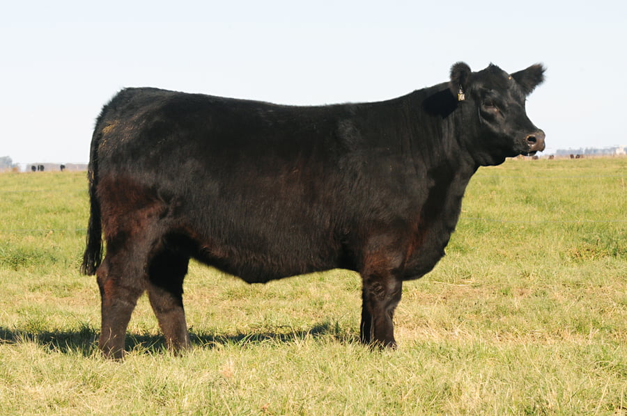 Lote Eleccion de una Vaquillona PP