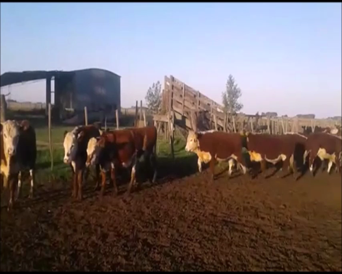 Lote 79 Novillitos de 260/265 Kg, en Saladillo, Buenos Aires
