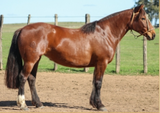 Lote HERMOSURA DE LA COLINA