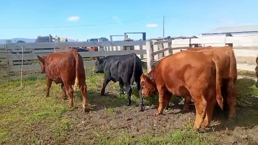 Lote 13 Ternero en Toltén, IX Región Araucanía