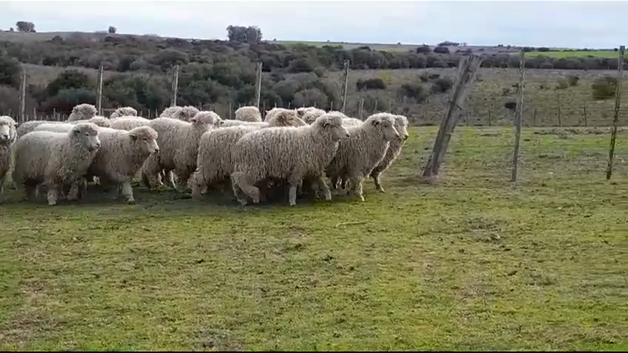 Lote (Vendido)30 Borregos a remate en #35 Pantalla Carmelo 40kg -  en CUFRE