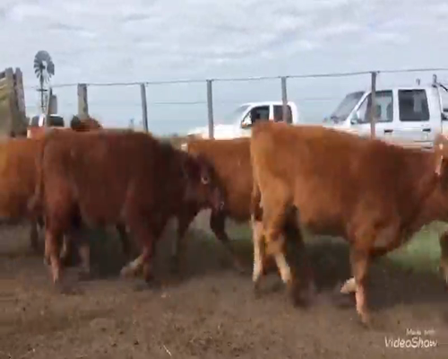 Lote 75 Terneros en Bolívar, Buenos Aires