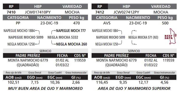 Lote LOTE 13