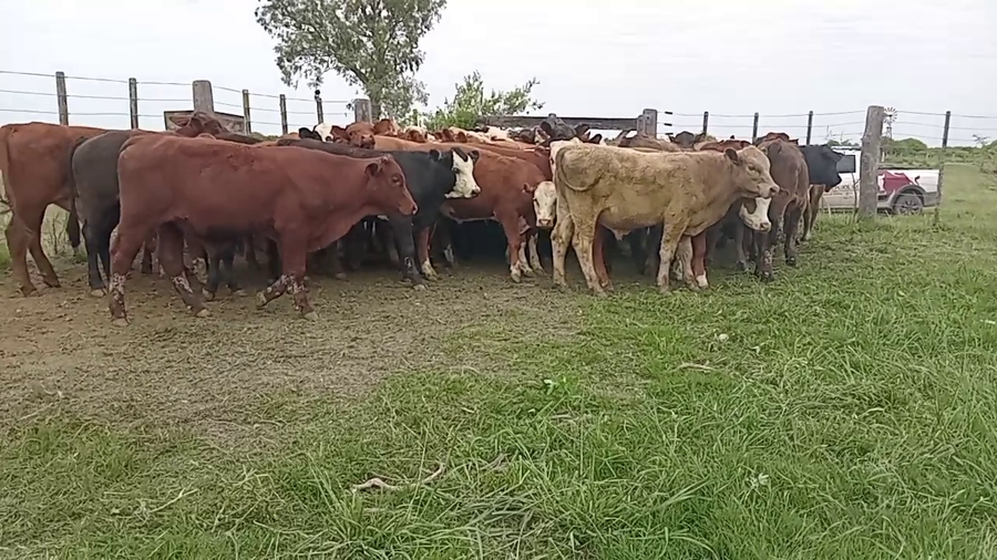 Lote 55 Terneros en Santa Fe, Capivara