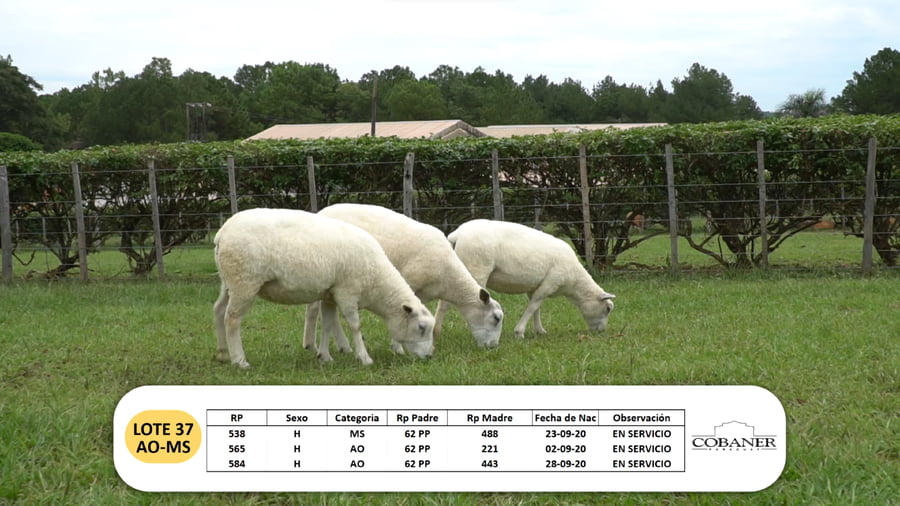 Lote Lote 37 - AO -  MS