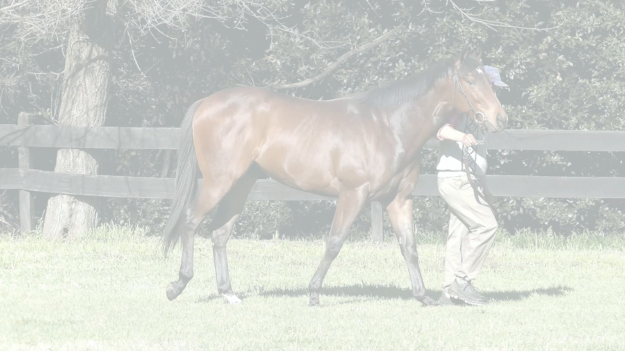 Lote TORNADO TIME (ANNALS OF TIME -  STORMY DELTA)