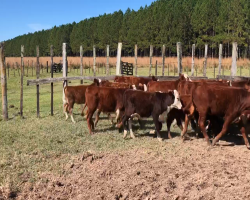 Lote 30 Terneros en Ituzaingó, Corrientes