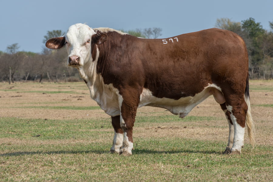 Lote Corral 4/5-CABAÑA ESTANCIA VIEJA