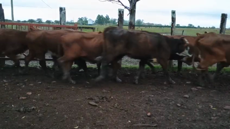 Lote 34 Vacas de invernar