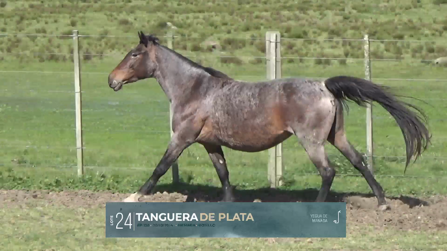 Lote Yeguarizos a remate en Criollos, Montevideo