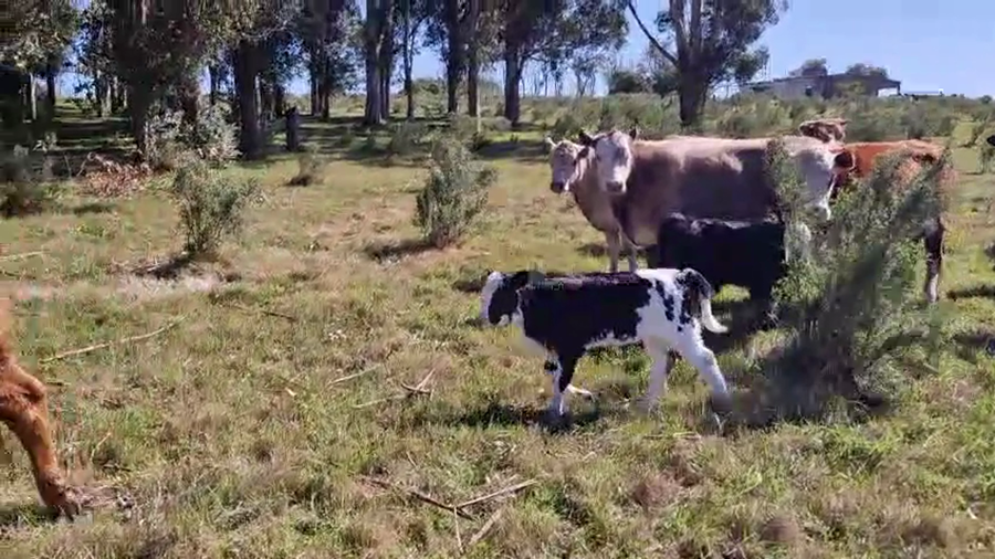 Lote 11 Vaquillonas  a remate en Pantalla Camy, San José