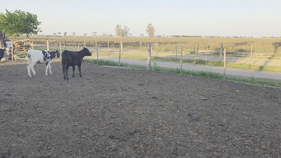 Lote 19 Terneros Cruza en Col. Valtelina, Córdoba