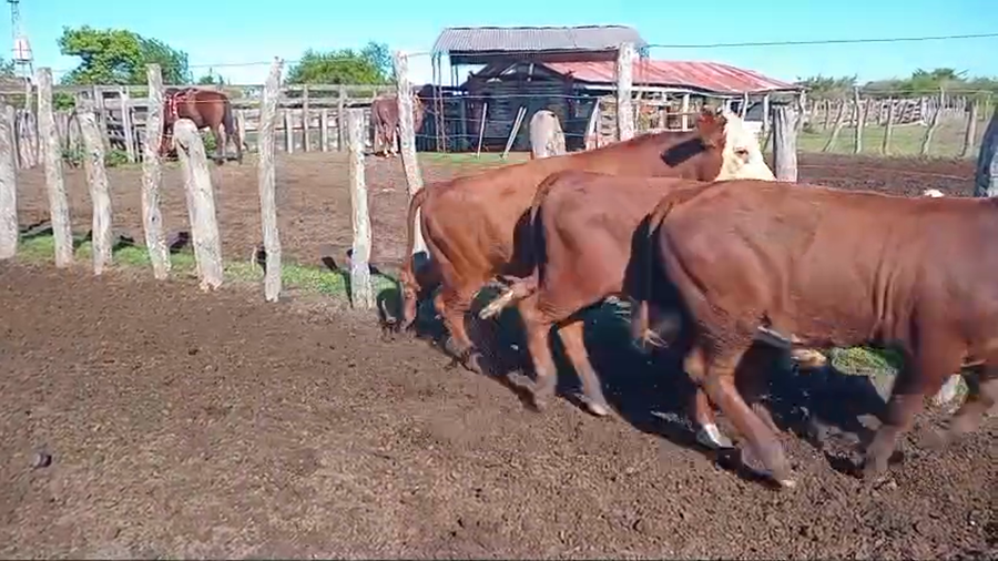 Lote 64 Terneros en Corrientes, Felipe Yofré