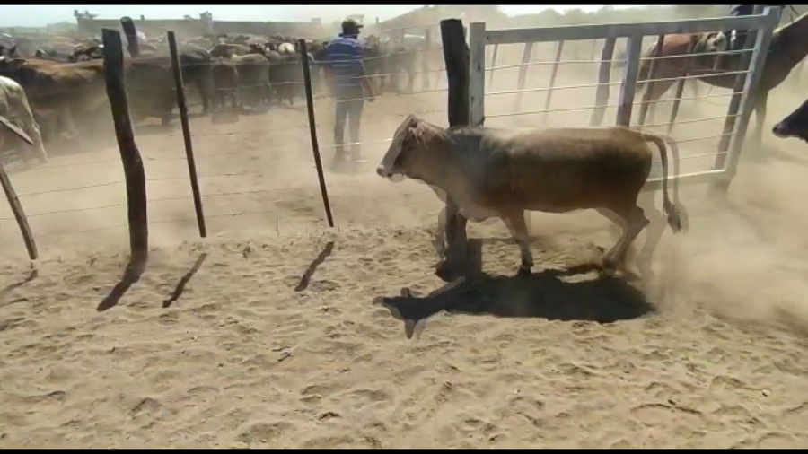 Lote 90 Vaquillonas en Subteniente Perín, Formosa