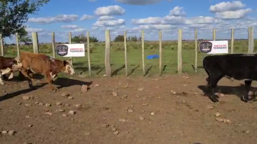 Lote 70 Terneros Cruza Carnicera a remate en PARADA DEL TERNERO 150kg -  en Parada fariña