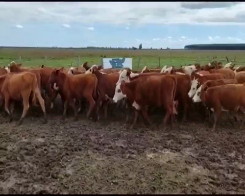 Lote 70 Terneros en Mercedes, Corrientes