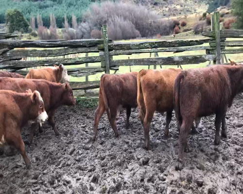 Lote 30 Ternero en Coyhaique, XI Región Aysén