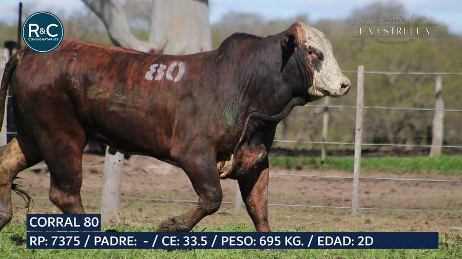 Lote Toro Media sangre