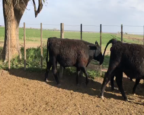Lote 65 Novillitos en Anguil, La Pampa