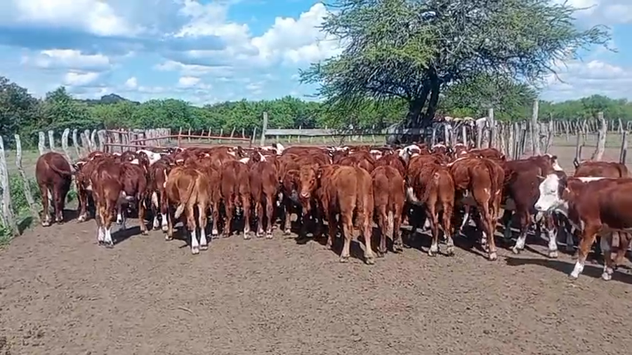 Lote 78 Terneros