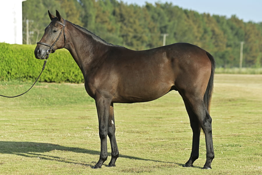 Lote SOY VALIENTE (M) - LUCULLAN x CHAMPI ROMA
